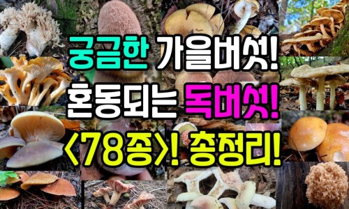 羊肚搭配什么养脾胃最好-羊肚的相宜食物网 - 为你提供羊肚的相宜食物有哪些、羊肚搭配什么养脾胃最好